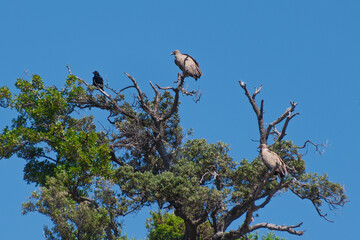 Vultures and crow perched on tree branches against clear blue sky. The Eurasian griffon vulture (Gyps fulvus)
