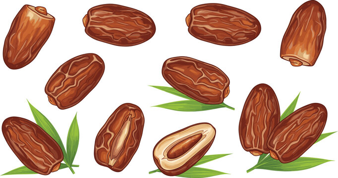 Detailed collection of sweet Medjool date fruit with seeds and fresh green leaves, illustrating healthy eating, fasting, Ramadan, Islamic culture, and organic tropical food vector set.