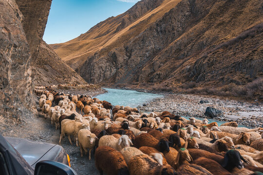 Herd of sheep moving along rocky path by river in remote mountain valley