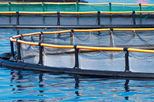 Fish farming enclosures on clear blue water