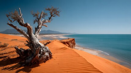 Twisted dead tree trunk stands on a smooth orange sand dune overlooking a deep blue ocean bay with bright daylight and harsh shadows.