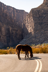 Naklejka premium Wild Horses Stand In The Middle Of The Road Toward Santa Elena Canyon In Big Bend