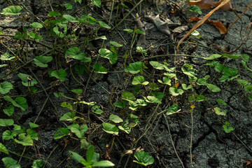 vines in the rice fields