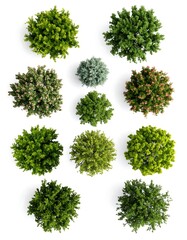 A collection of various evergreen bushes and shrubs, viewed from above with soft shadows on a white background