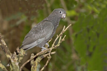 Lesser Vasa Parrot, Coracopsis nigra, perched