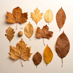 A collection of various dried leaves and a single walnut arranged on a neutral beige surface, showcasing autumn colors