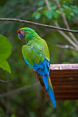 Military Macaw, Ara militaris, perched