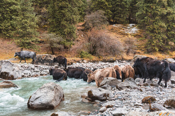 Herd of fluffy yaks crossing glacial river in remote valley