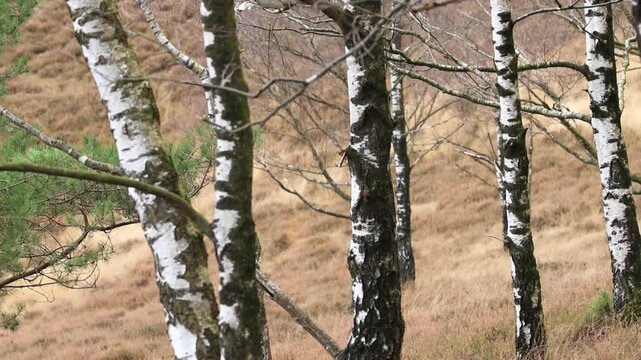 Faded heather with many birch trees, close-up of the white bark of many birch trees, tall withered grass blowing in the wind, interspersed with fir greenery of coniferous trees, Betula