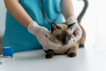 cat receives a vet clinic check for routine health assessment