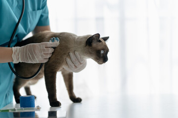 veterinarian conducts a cat health check in a professional vet clinic