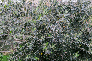 Branches of ornamental olive tree in overcast day