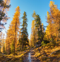 Autumn larch forest during hiking trail in dolomites, Italy