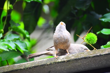 Sri Lankan Tropical Birds in my garden