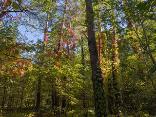 Tree trunks overgrown with climbing plants in the forest thickets
