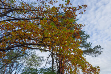 Horizontal branches of common oak with autumn leaves, bottom view