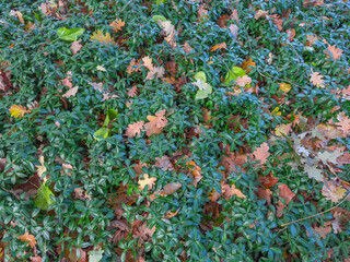 Wild vinca slightly covered with fallen leaves in autumn forest