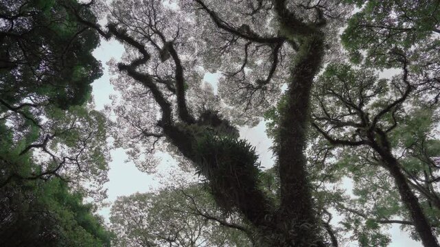 Forest canopy with interlaced branches