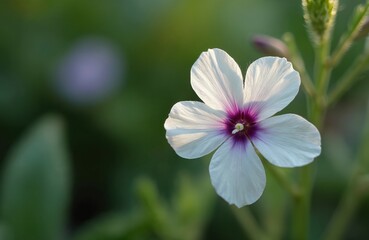 Delicate white phlox flower with purple center grows in garden. Soft focus green background illuminates delicate petals. Summer bloom shows nature beauty.