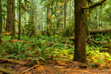 Ancient forest of Cathedral Grove, Macmillan Provincial Park, Vancouver Island, BC, Canada.