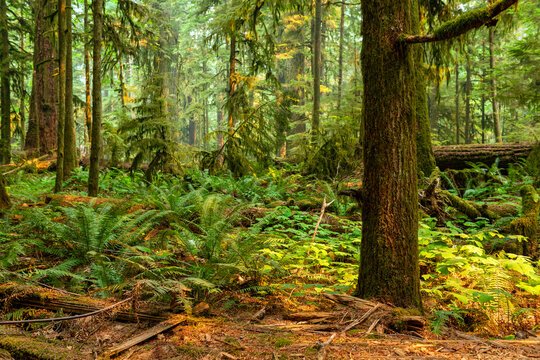 Ancient forest of Cathedral Grove, Macmillan Provincial Park, Vancouver Island, BC, Canada.
