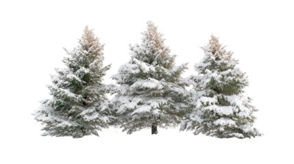 Three cedar trees covered in snow side by side isolated on white background