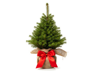 Small potted evergreen tree wrapped in burlap with a bright red bow, isolated on white background for holiday decoration or gifting