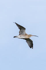 Fototapeta premium Curlew (Numenius arquata) - Bull Island Dublin coastal wader
