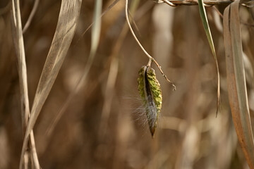 ガガイモの種子と白い綿毛