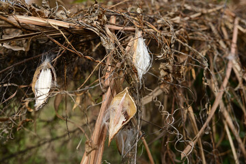 ガガイモの種子と白い綿毛