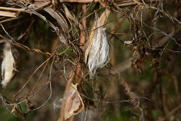 ガガイモの種子と白い綿毛