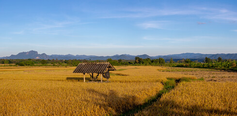 Agriculture concept, Landscape view of golden yellow rice plantation with wooden hut and big...