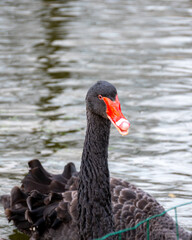 landscape from the park in autumn, evening in the city park, black swans swimming on the pond, Cēsis, Latvia