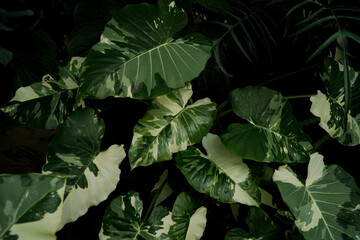 close up of Alocasisa variegated leaves, inside a tropical greenhouse, rare indoor plants © lacastudio