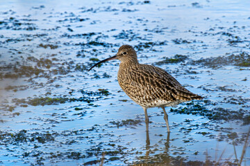 Curlew (Numenius arquata) - Bull Island Dublin coastal wader
