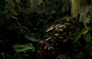 Scenery of tropical plants, indoor garden, huge green leaves, including monstera philodendron anthurium and alocasia plants © lacastudio