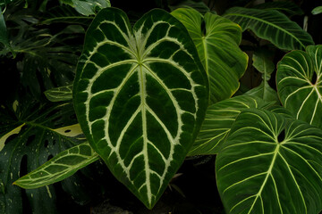 varieties of Anthurium crystallinum leaves, dark green leaves with silver stripes, indoor plants, tropical garden foliage	