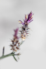 Dried thorny wildflower, macro close-up. Romantic background.