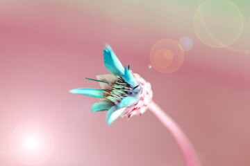 Dried thorny wildflower, macro close-up. Romantic background.