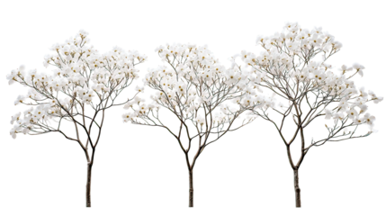 Three dogwood trees with winter blossoms aligned side by side on transparent background