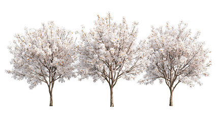 Three frosty almond blossom trees with white and pink flowers side by side on transparent background
