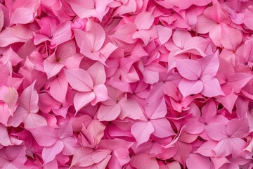 Fototapeta premium Vibrant Pink Bougainvillea Petals Covering a Surface in Nature