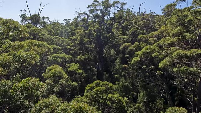 Valley of the Giants Tree Top Walk, Walpole : Ancient Tingle and Karri Forest Canopy, Western Australia