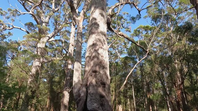 Valley of the Giants Tree Top Walk, Walpole : Ancient Tingle and Karri Forest Canopy, Western Australia