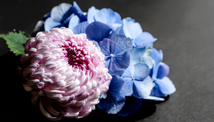 delicate pink chrysanthemum blooms alongside vibrant blue hydrangeas on a dramatic dark backdrop