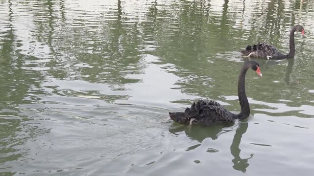 Black Swan (Cygnus atratus) swimming in a body of water. 