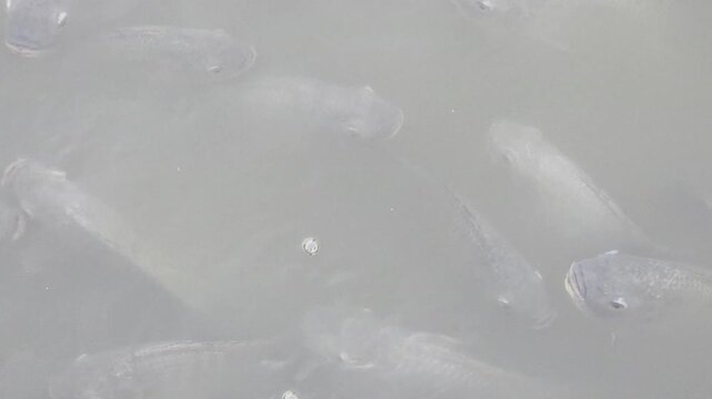 A crowded group of tilapia fish is visible just below the surface of murky water.