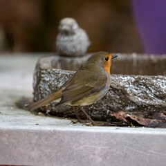 robin in the garden