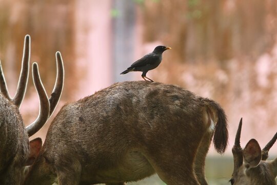 a starling perched on the deer's back