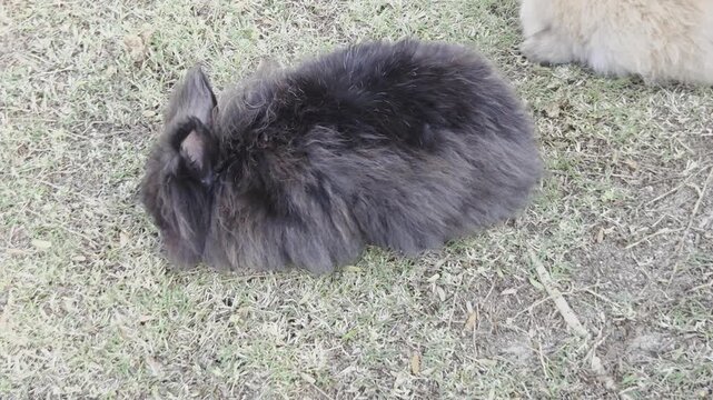 A single, very fluffy dark gray/black rabbit is grazing on patchy grass and dirt, with the rear of a lighter-colored rabbit visible in the upper right corner.